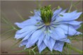 /album/fleurs-dun-jardin-2015/dsc-5214-copie-jpg/